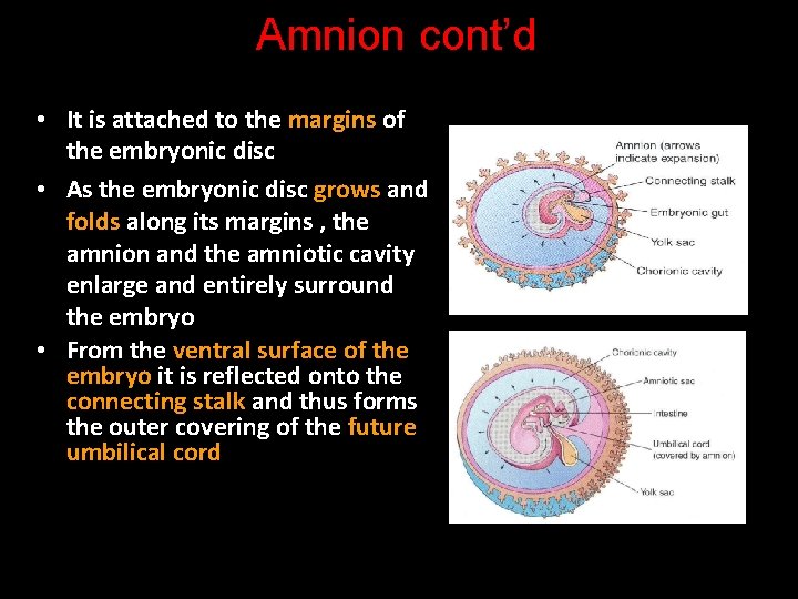 Amnion cont’d • It is attached to the margins of the embryonic disc •