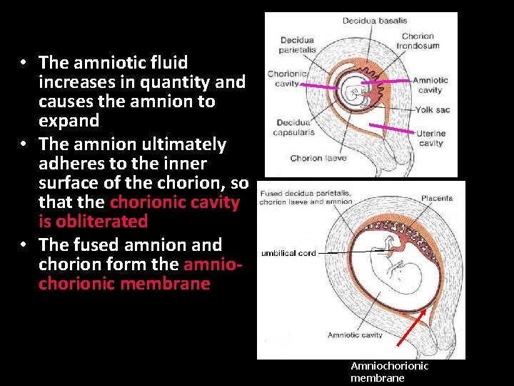  • The amniotic fluid increases in quantity and causes the amnion to expand