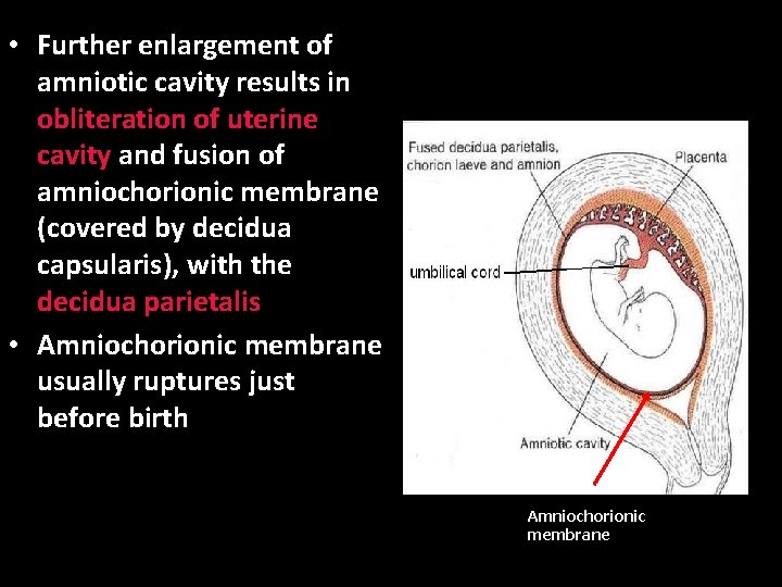  • Further enlargement of amniotic cavity results in obliteration of uterine cavity and