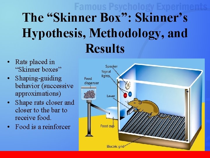 The “Skinner Box”: Skinner’s Hypothesis, Methodology, and Results • Rats placed in “Skinner boxes”