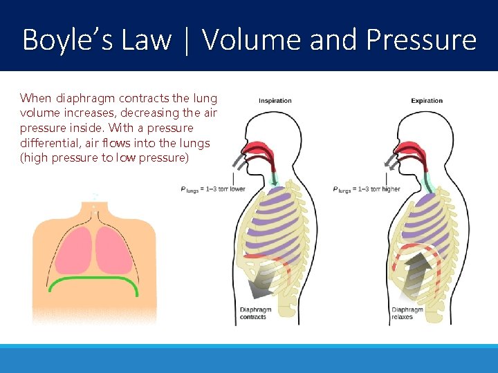 Boyle’s Law | Volume and Pressure When diaphragm contracts the lung volume increases, decreasing