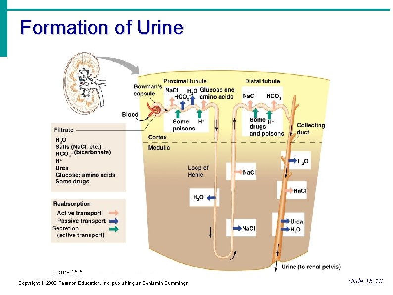 Formation of Urine Figure 15. 5 Copyright © 2003 Pearson Education, Inc. publishing as