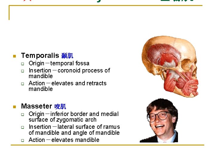 n Temporalis 颞肌 q q q n Origin－temporal fossa Insertion－coronoid process of mandible Action－elevates
