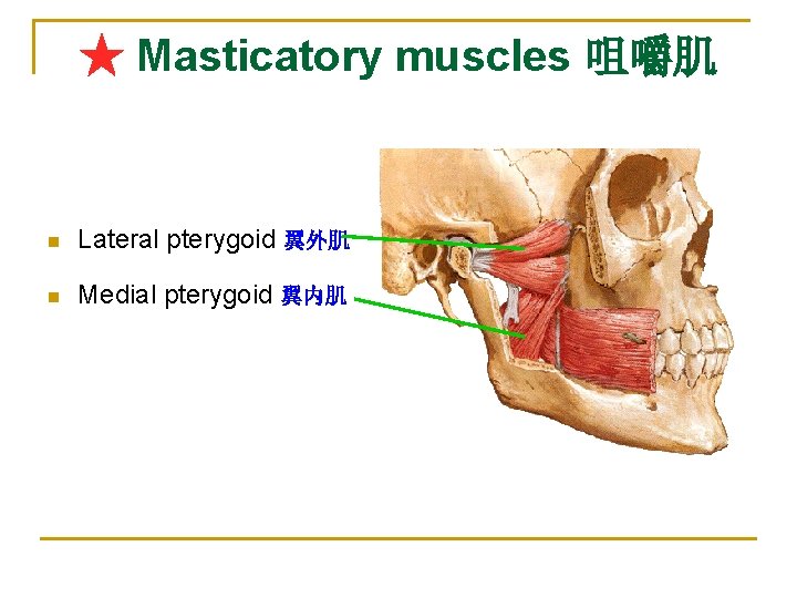★ Masticatory muscles 咀嚼肌 n Lateral pterygoid 翼外肌 n Medial pterygoid 翼内肌 