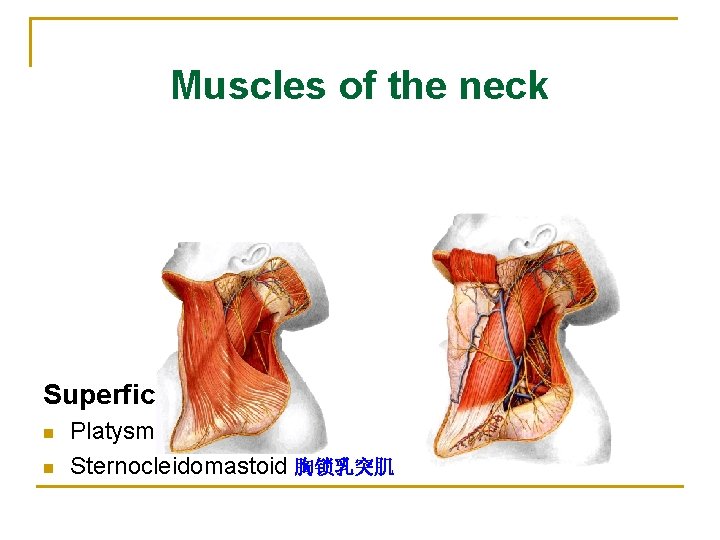 Muscles of the neck Superficial group n n Platysma 颈阔肌 Sternocleidomastoid 胸锁乳突肌 