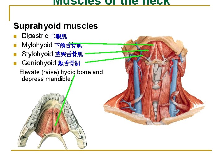 Muscles of the neck Suprahyoid muscles n n Digastric 二腹肌 Mylohyoid 下颌舌骨肌 Stylohyoid 茎突舌骨肌