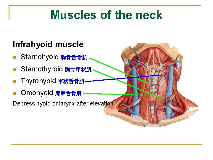 Muscles of the neck Infrahyoid muscle n Sternohyoid 胸骨舌骨肌 n Sternothyroid 胸骨甲状肌 n Thyrohyoid