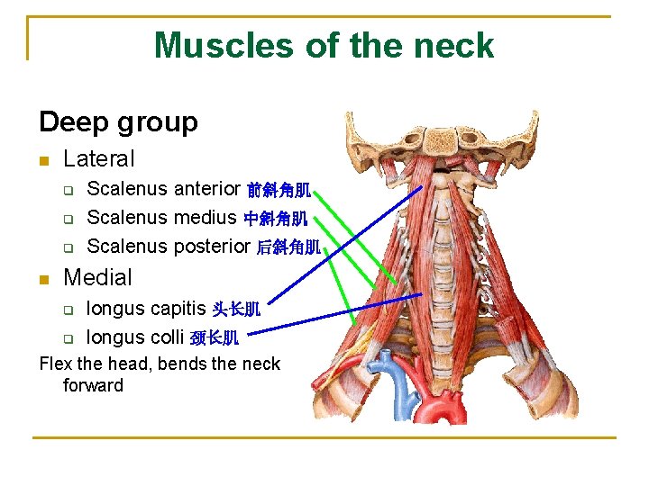 Muscles of the neck Deep group n Lateral q q q n Scalenus anterior
