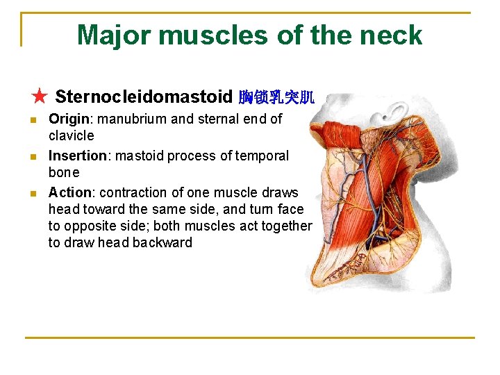 Major muscles of the neck ★ Sternocleidomastoid 胸锁乳突肌 n n n Origin: manubrium and