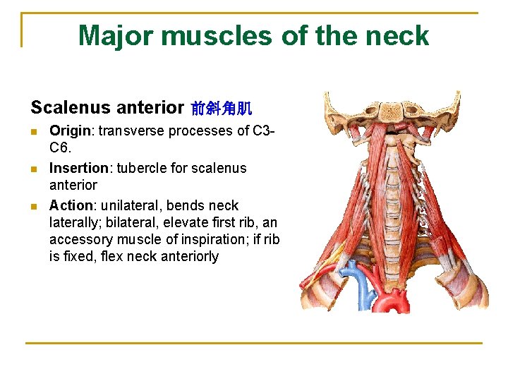 Major muscles of the neck Scalenus anterior 前斜角肌 n n n Origin: transverse processes