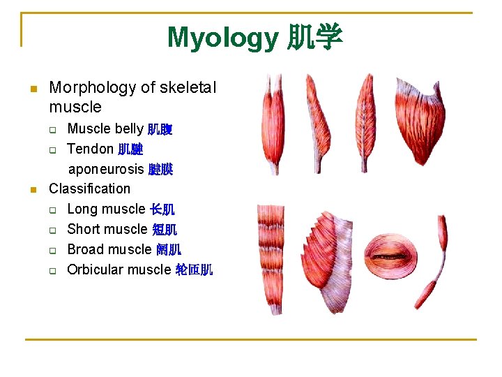 Myology 肌学 n Morphology of skeletal muscle Muscle belly 肌腹 q Tendon 肌腱 aponeurosis