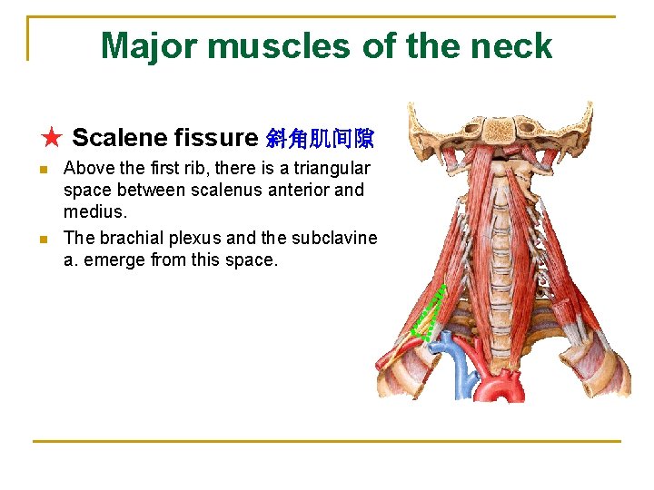Major muscles of the neck ★ Scalene fissure 斜角肌间隙 n n Above the first