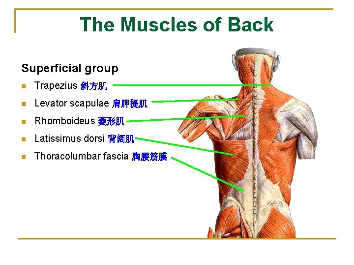 The Muscles of Back Superficial group n Trapezius 斜方肌 n Levator scapulae 肩胛提肌 n