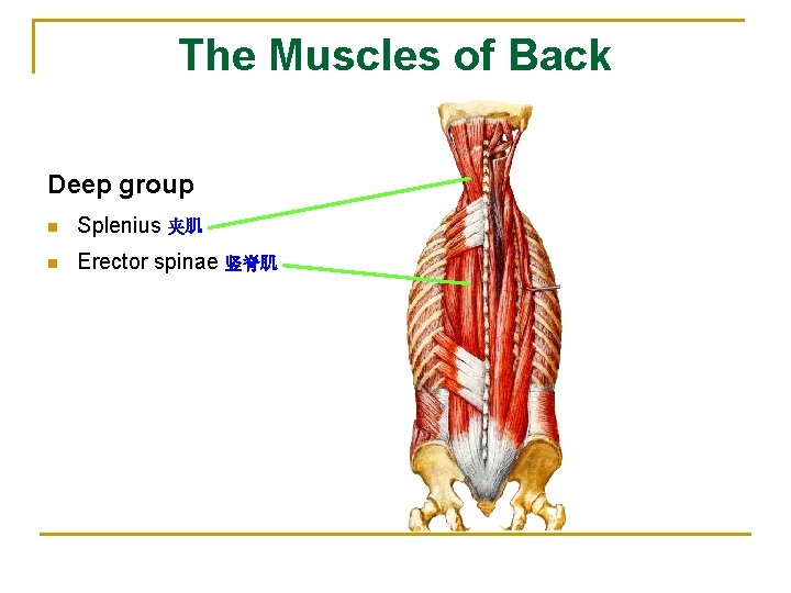 The Muscles of Back Deep group n Splenius 夹肌 n Erector spinae 竖脊肌 