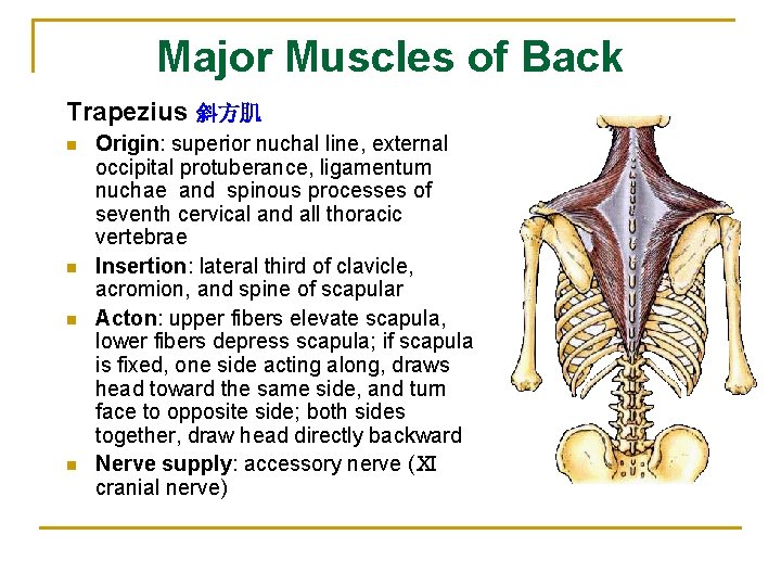 Major Muscles of Back Trapezius 斜方肌 n n Origin: superior nuchal line, external occipital