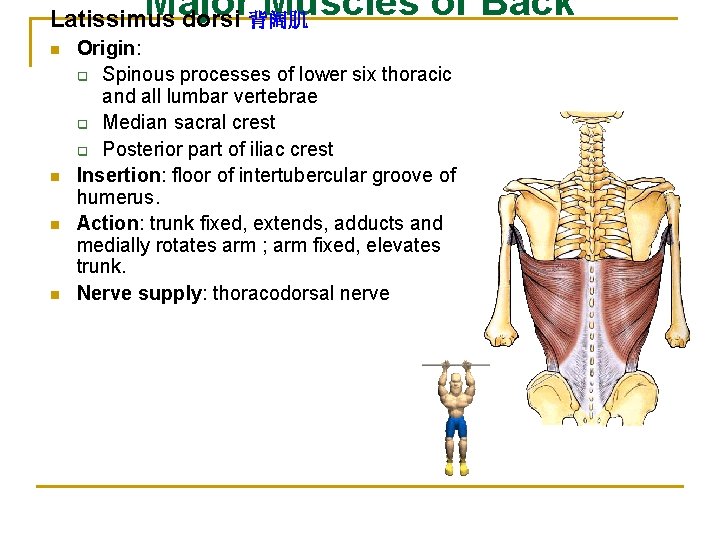 Major Muscles of Back Latissimus dorsi 背阔肌 n n Origin: q Spinous processes of