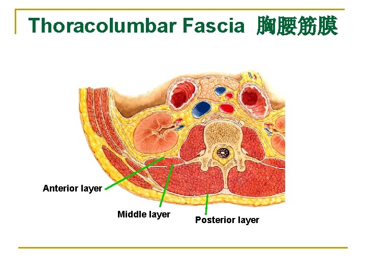 Thoracolumbar Fascia 胸腰筋膜 Anterior layer Middle layer Posterior layer 