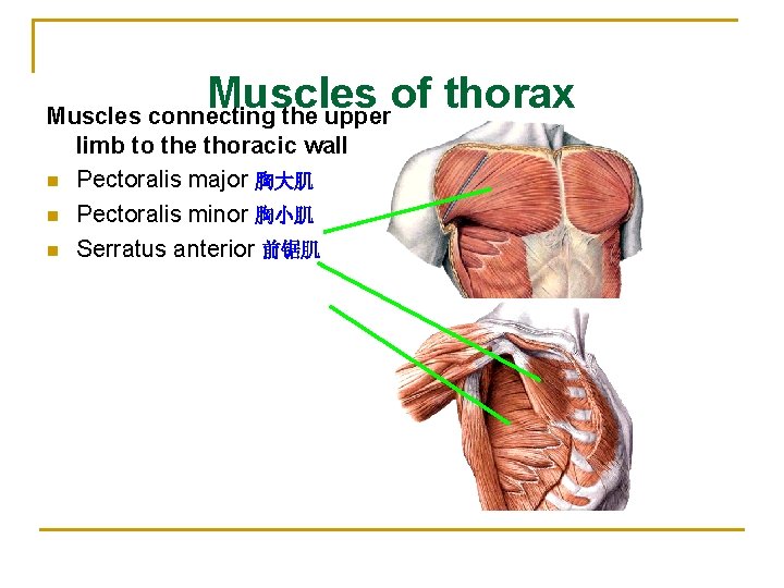 Muscles of thorax Muscles connecting the upper n n n limb to the thoracic