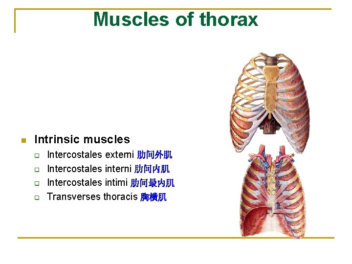 Muscles of thorax n Intrinsic muscles q q Intercostales externi 肋间外肌 Intercostales interni 肋间内肌