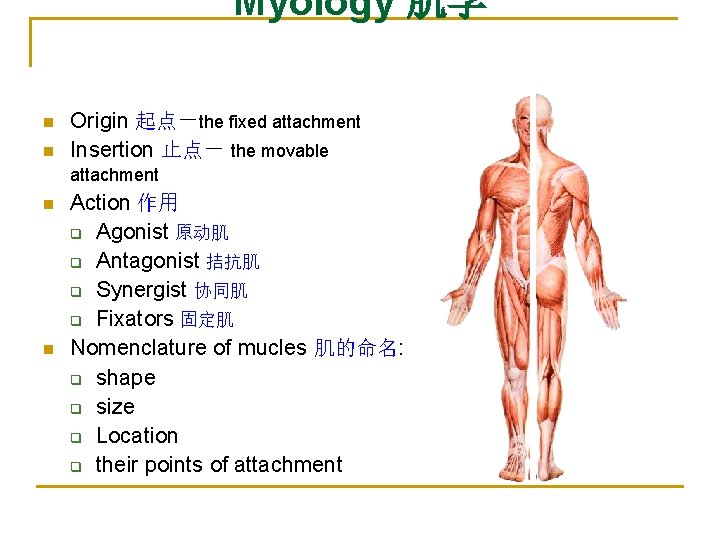 Myology 肌学 n n Origin 起点－the fixed attachment Insertion 止点－ the movable attachment n