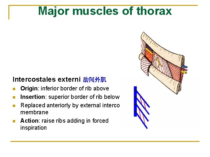 Major muscles of thorax Intercostales externi 肋间外肌 n n Origin: inferior border of rib