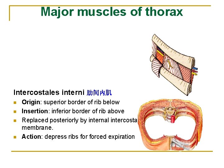 Major muscles of thorax Intercostales interni 肋间内肌 n n Origin: superior border of rib