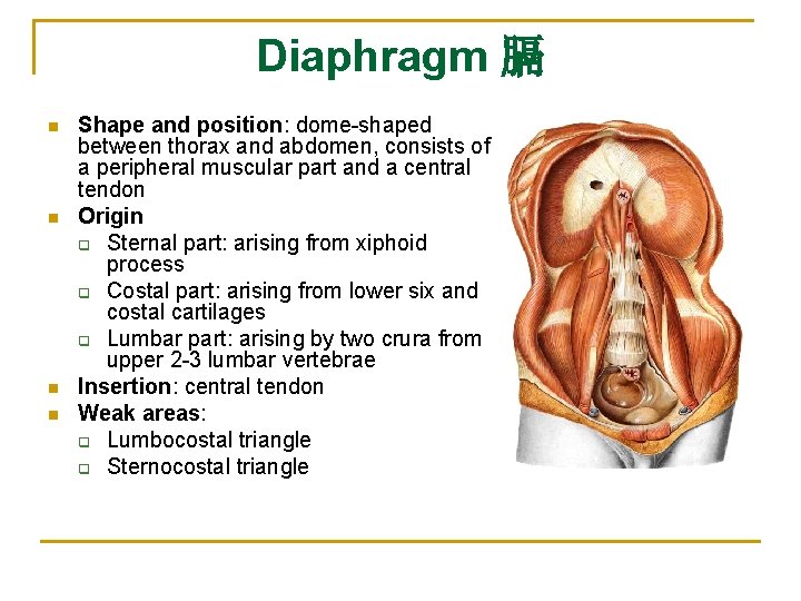 Diaphragm 膈 n n Shape and position: dome-shaped between thorax and abdomen, consists of