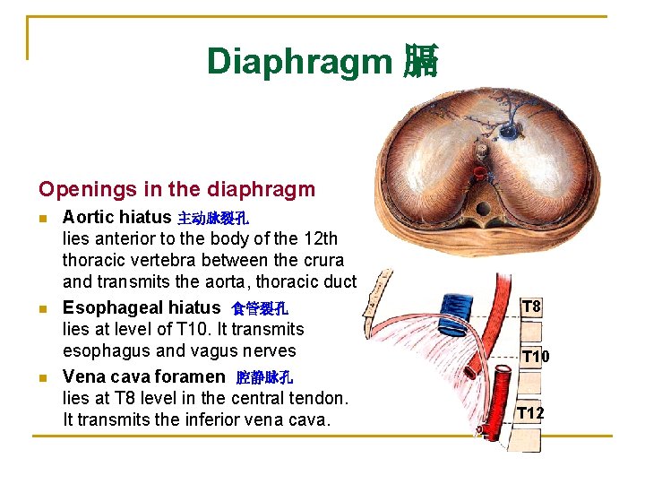 Diaphragm 膈 Openings in the diaphragm n n n Aortic hiatus 主动脉裂孔 lies anterior