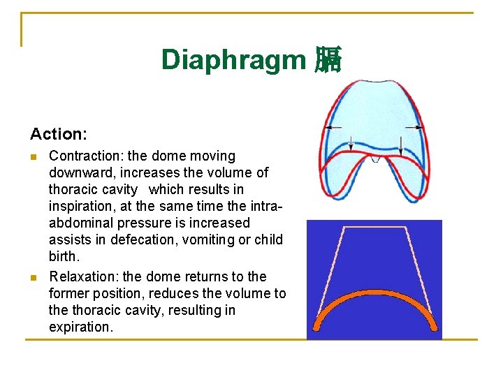 Diaphragm 膈 Action: n n Contraction: the dome moving downward, increases the volume of