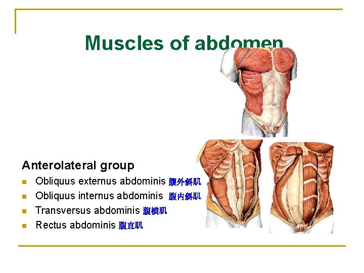 Muscles of abdomen Anterolateral group n n Obliquus externus abdominis 腹外斜肌 Obliquus internus abdominis