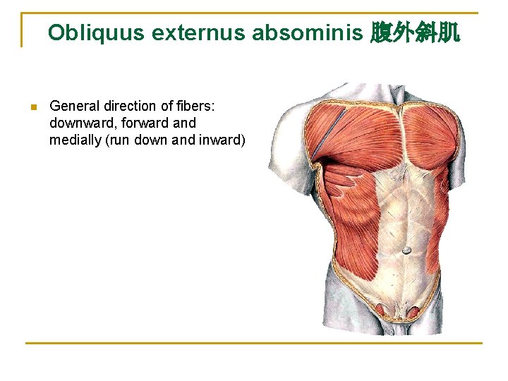 Obliquus externus absominis 腹外斜肌 n General direction of fibers: downward, forward and medially (run