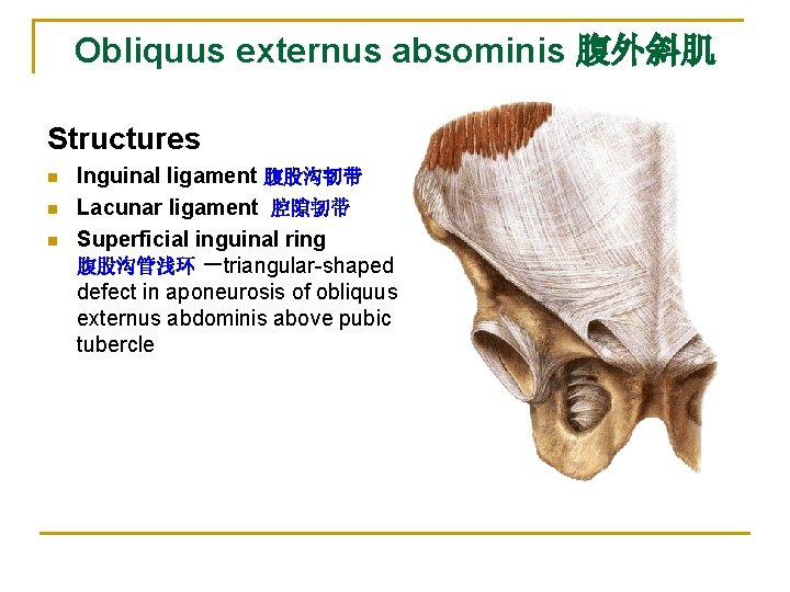 Obliquus externus absominis 腹外斜肌 Structures n n n Inguinal ligament 腹股沟韧带 Lacunar ligament 腔隙韧带