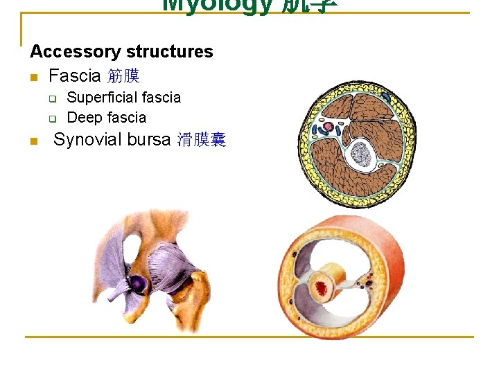 Myology 肌学 Accessory structures n Fascia 筋膜 q q n Superficial fascia Deep fascia