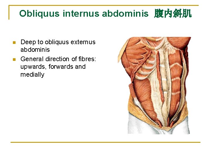 Obliquus internus abdominis 腹内斜肌 n n Deep to obliquus externus abdominis General direction of