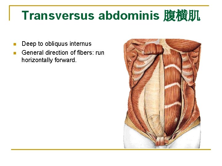 Transversus abdominis 腹横肌 n n Deep to obliquus internus General direction of fibers: run