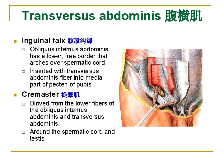 Transversus abdominis 腹横肌 n Inguinal falx 腹股沟镰 q q n Obliquus internus abdominis has