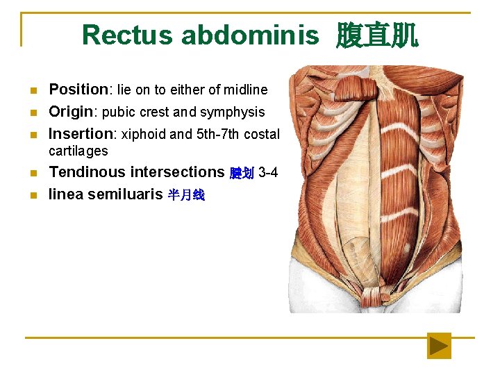 Rectus abdominis 腹直肌 n n n Position: lie on to either of midline Origin: