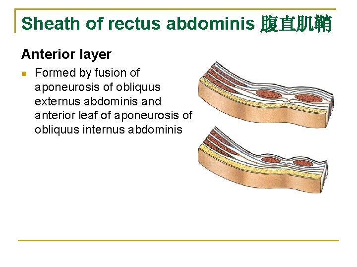 Sheath of rectus abdominis 腹直肌鞘 Anterior layer n Formed by fusion of aponeurosis of