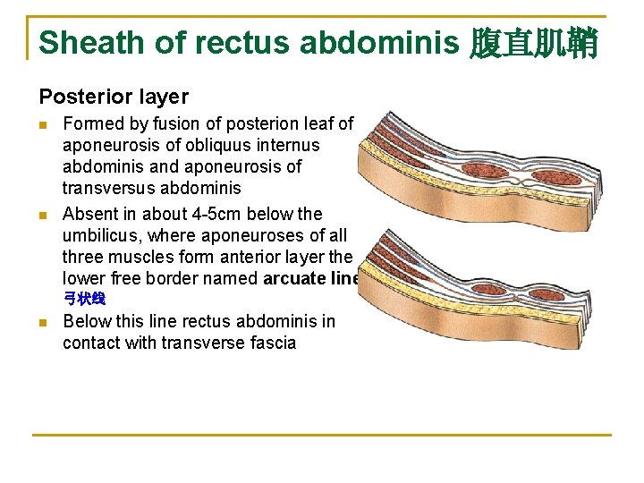 Sheath of rectus abdominis 腹直肌鞘 Posterior layer n n Formed by fusion of posterion