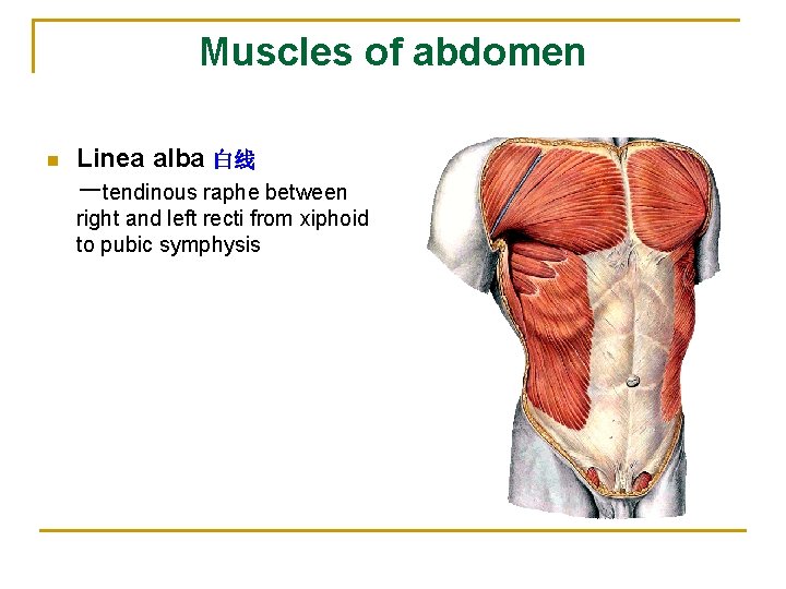 Muscles of abdomen n Linea alba 白线 －tendinous raphe between right and left recti