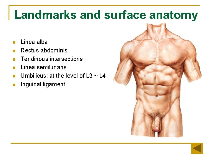 Landmarks and surface anatomy n n n Linea alba Rectus abdominis Tendinous intersections Linea