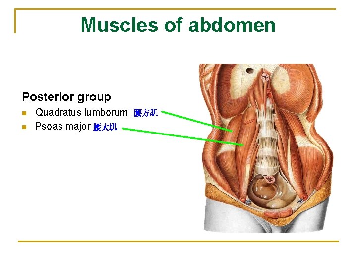 Muscles of abdomen Posterior group n n Quadratus lumborum Psoas major 腰大肌 腰方肌 