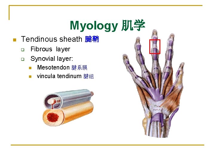 Myology 肌学 n Tendinous sheath 腱鞘 q q Fibrous layer Synovial layer: n n