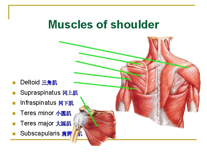Muscles of shoulder n Deltoid 三角肌 n Supraspinatus 冈上肌 n Infraspinatus 冈下肌 n Teres