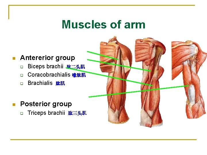 Muscles of arm n Antererior group q q q n Biceps brachii 肱二头肌 Coracobrachialis