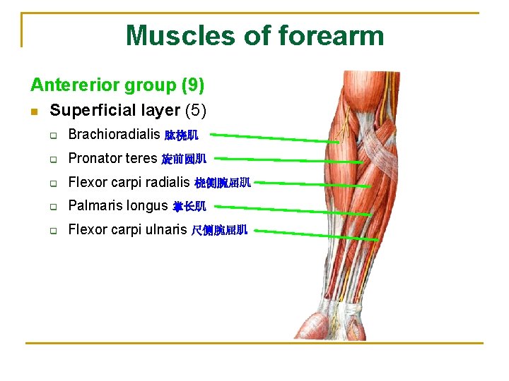 Muscles of forearm Antererior group (9) n Superficial layer (5) q Brachioradialis 肱桡肌 q
