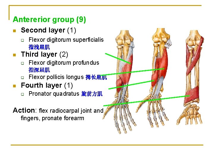 Antererior group (9) n Second layer (1) q Flexor digitorum superficialis 指浅屈肌 n Third