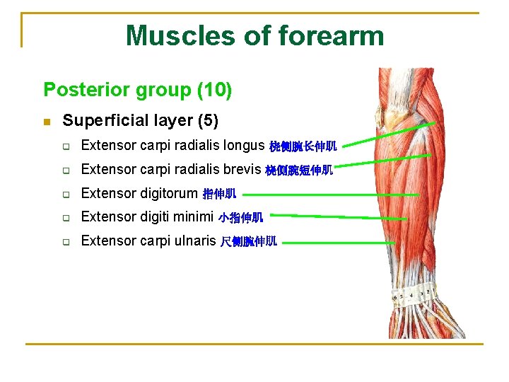 Muscles of forearm Posterior group (10) n Superficial layer (5) q Extensor carpi radialis