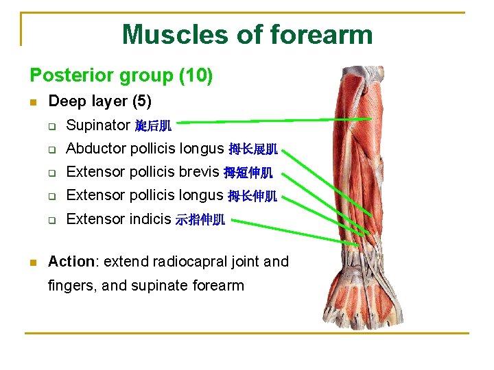 Muscles of forearm Posterior group (10) n n Deep layer (5) q Supinator 旋后肌