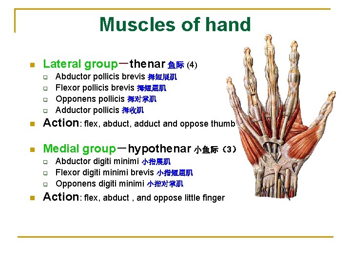 Muscles of hand n Lateral group－thenar 鱼际 (4) q q Abductor pollicis brevis 拇短展肌